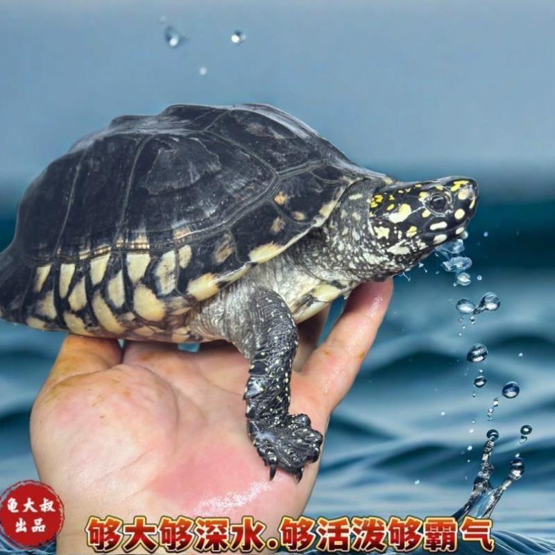 斑点龟苗黑池龟斑点苗满天星深水龟黄头侧颈水龟四大名龟大鱼缸龟