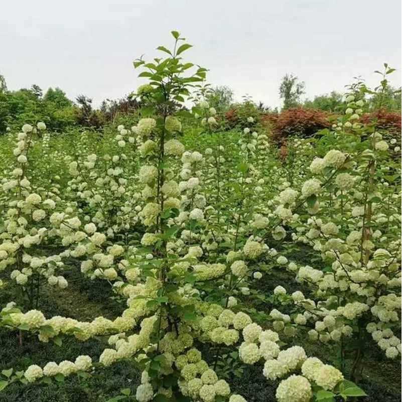 木球球麻球耐寒耐旱木本花卉灌木麻叶绣球庭院盆栽花卉
