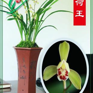 荷王浓香卉盆景栽土绿带草植物花苞名贵春蕙墨 福建南靖兰花苗四季