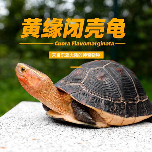 黄缘龟幼龟安缘龟苗闭壳观赏宠物乌龟活物体高背龟箱子陆地金钱龟
