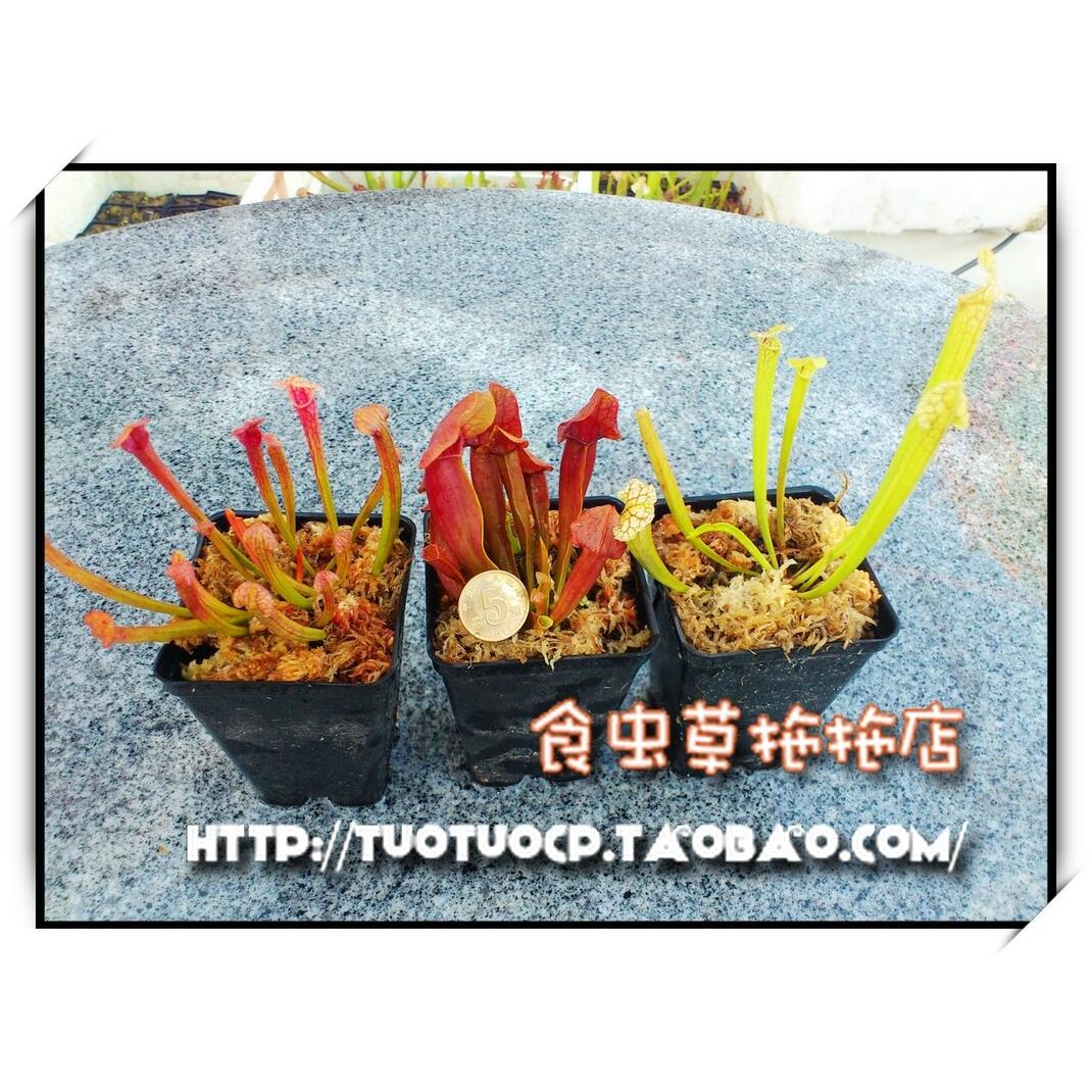盆栽 食虫植物-瓶子草特惠Celeron套餐,尤其适合北方新手玩家
