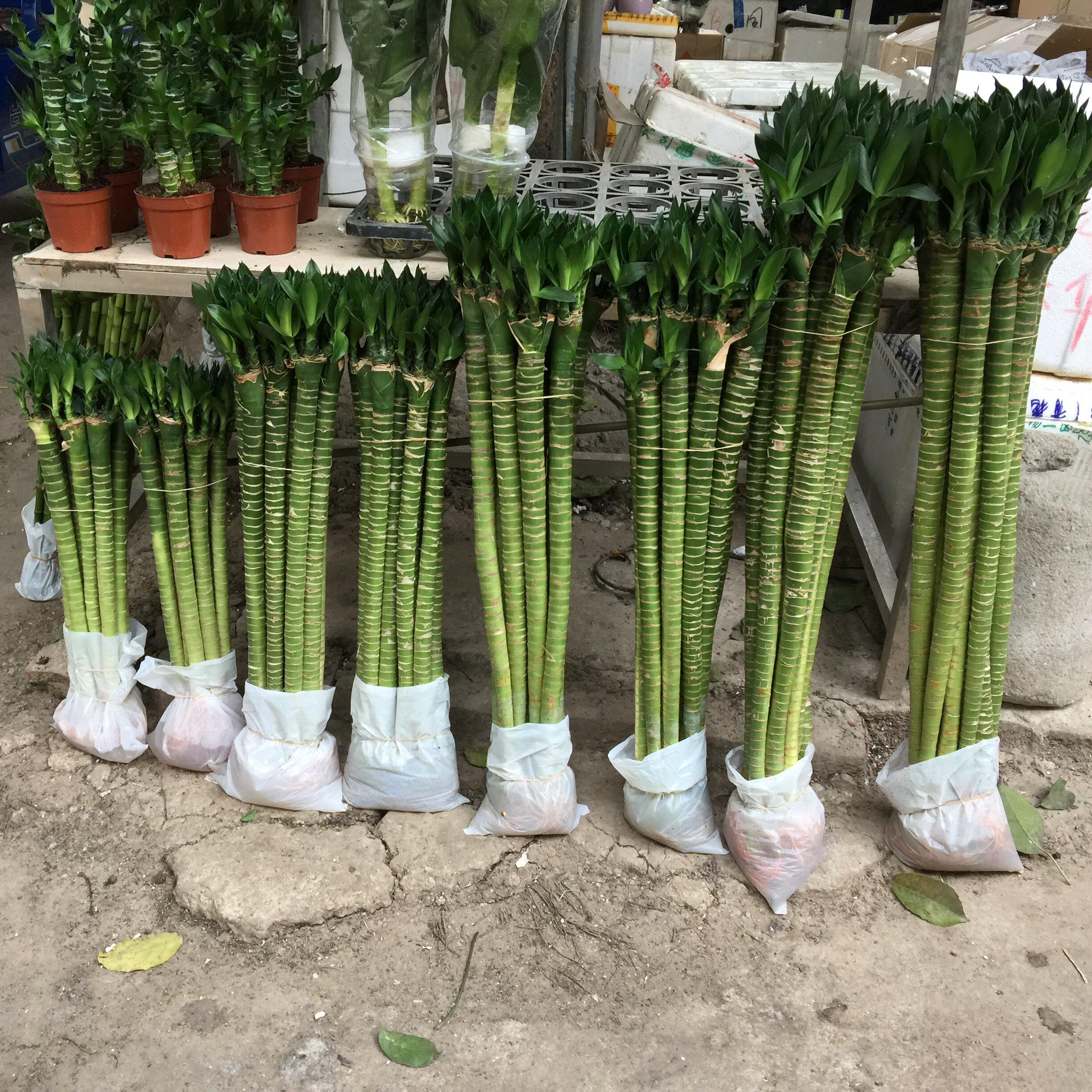 水培转运竹龙竹富贵竹植物水养带根客厅四季盆栽办公桌茶几