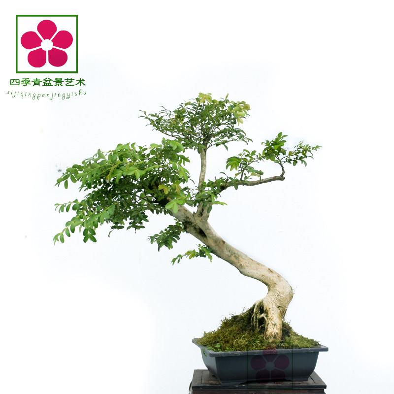 黄杨老桩熟桩细叶瓜子黄杨造型黄杨盆景小叶黄杨中小型盆栽好成活