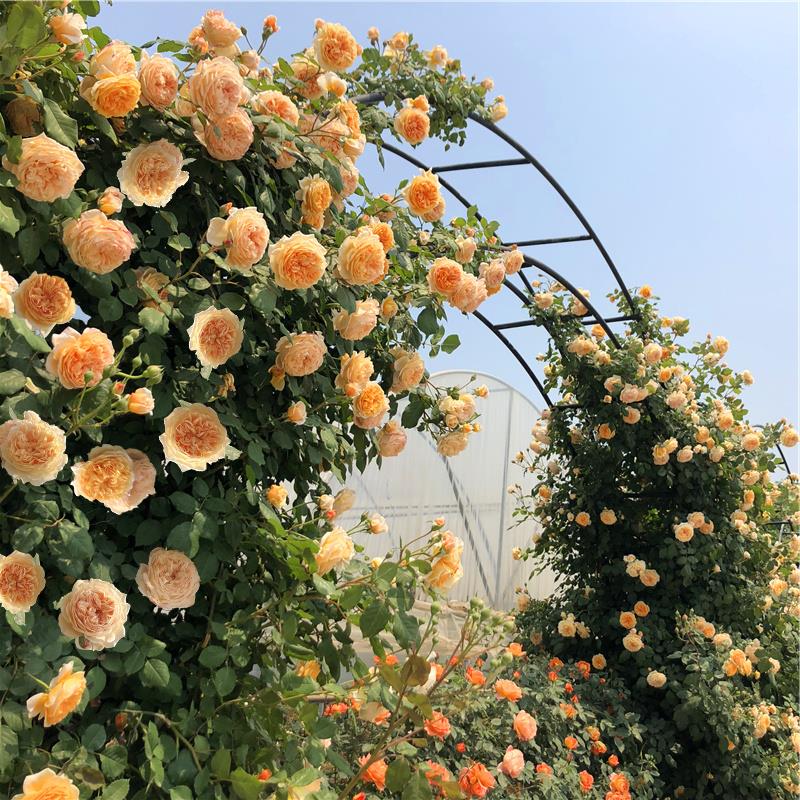 玛格丽特王妃浓香爬藤蔷薇花苗藤本月季大苗阳台庭院植物多季开花