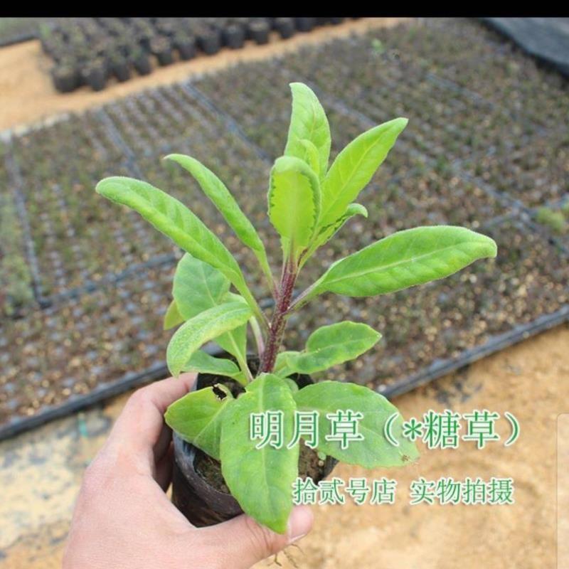 明日叶种苗八丈岛明日草小苗盆栽健康全营养带营养钵