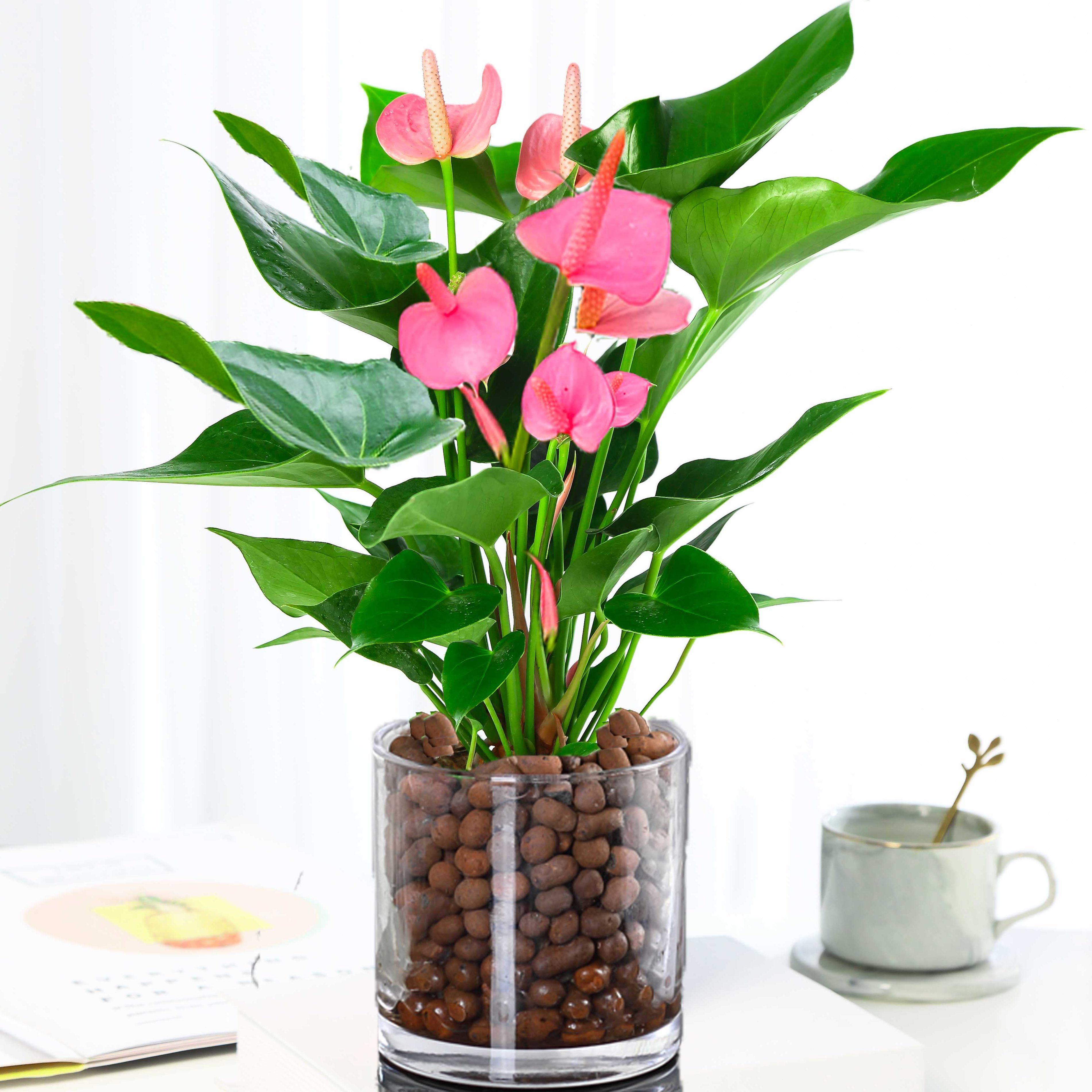 粉掌白掌盆栽植物室内花卉好养水培一帆风顺红掌水养四季常青绿植