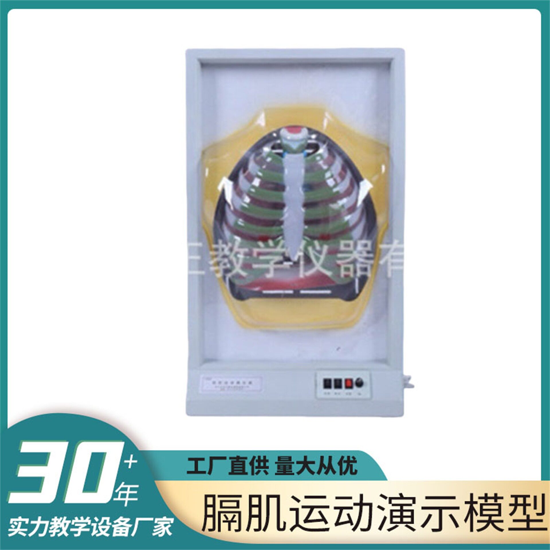 膈肌运动演示模型肺呼吸模型肺腹式呼吸通气人体呼吸系统教学模型