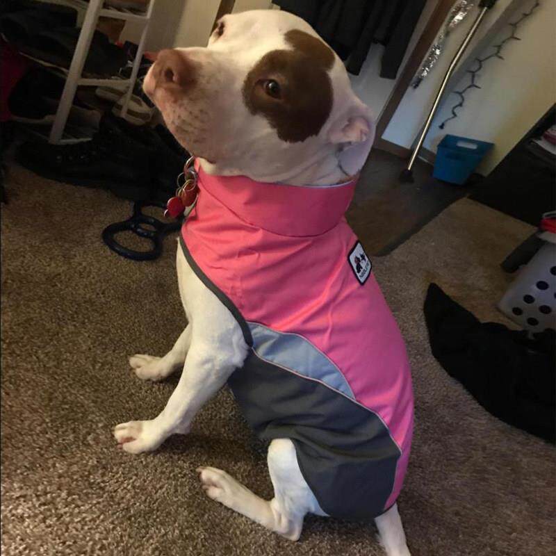 宠物秋冬款棉衣杜宾犬金毛 户外反光衣 卡斯罗防风打猎服冬装保暖