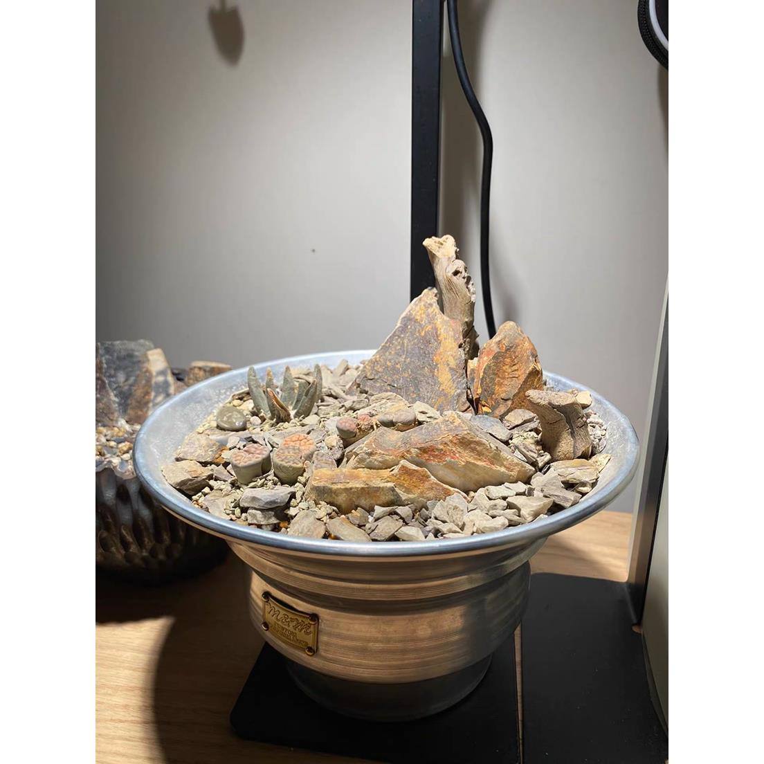 新品放售!MASSES M&M花盆 植木钵 小号 TYPE4 矮喇叭 稀有形