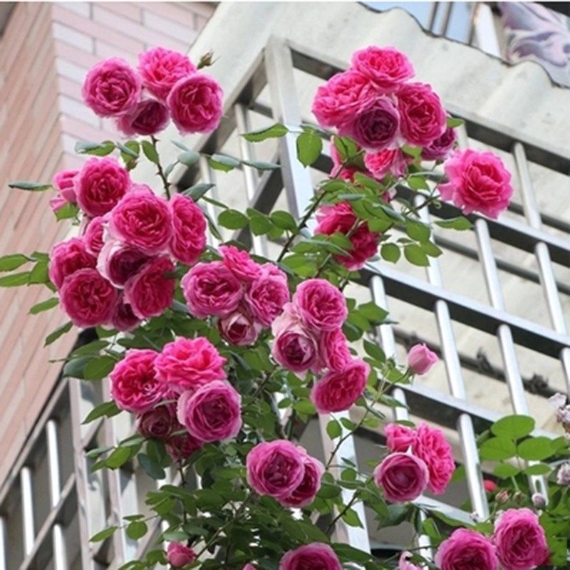 大游行藤本月季花大苗p阳台庭院花园爬藤月季花朵大花期长篱笆拱