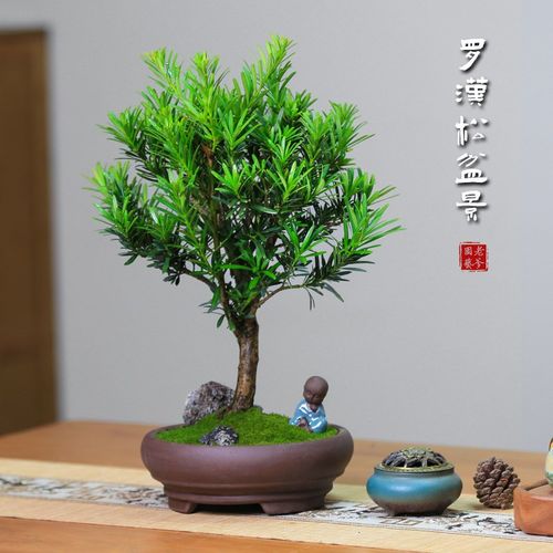 罗汉松盆景老桩植物盆栽雀舌树苗造型树室内花绿植桌面微景观好养