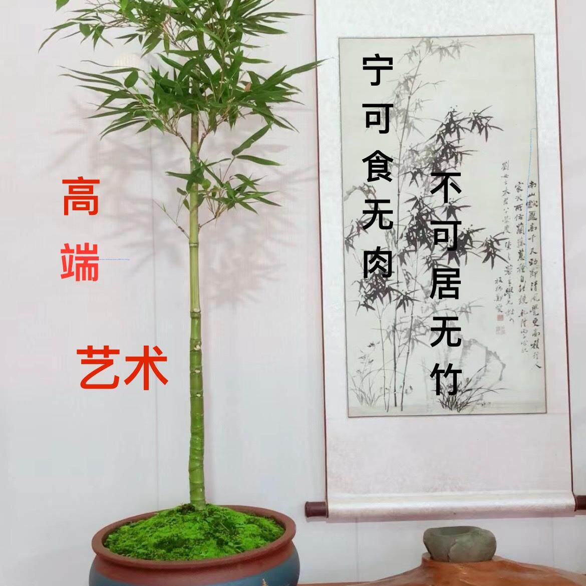 顺丰包邮禅竹罗汉竹龙鳞竹茶艺空间竹子盆景空间布置茶室耐寒竹苗