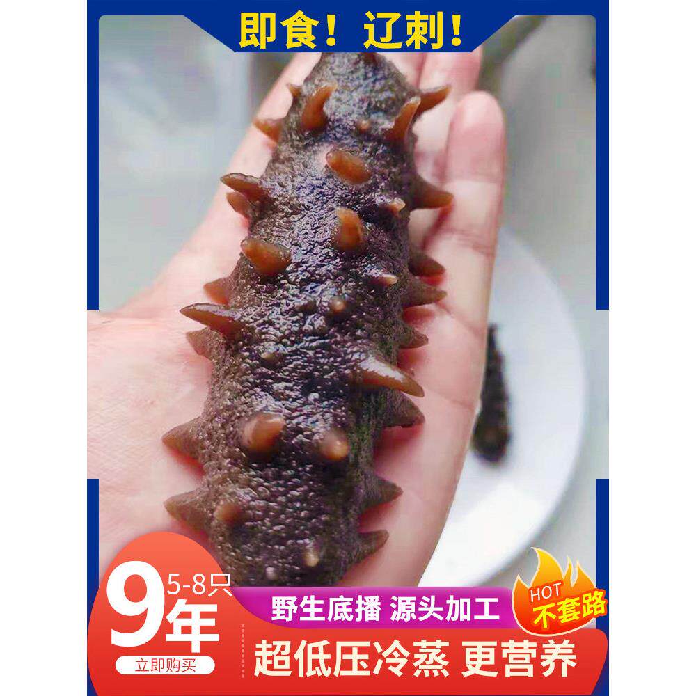 新鲜即食海参刺参野生长岛辽参500g鲜活渗干货大连海参单个装礼盒