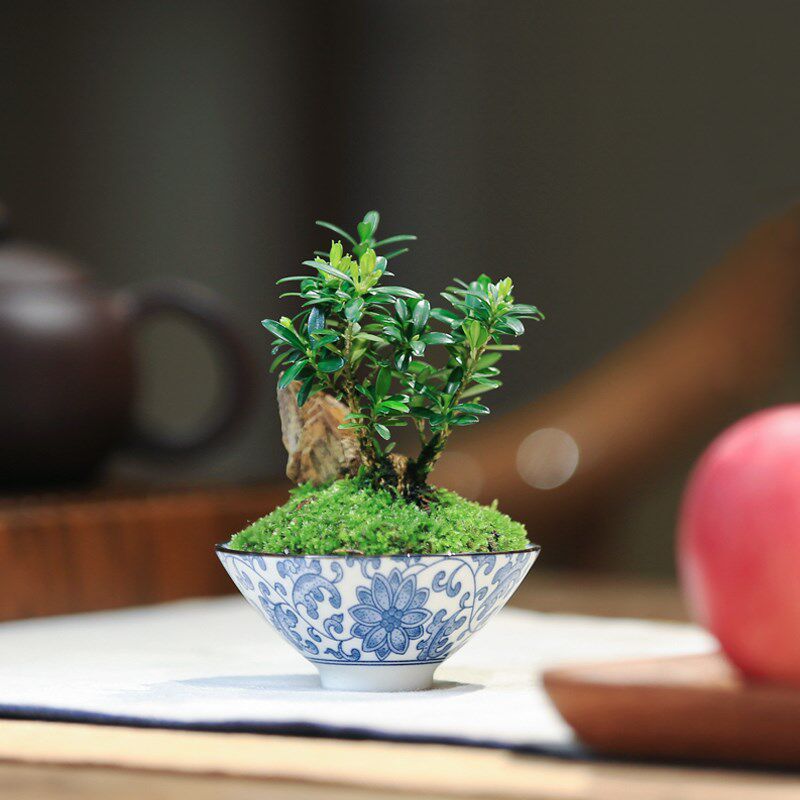 黄杨盆栽迷你小矮霸造型创意盆景桌面观叶绿植好养耐旱植物办公室