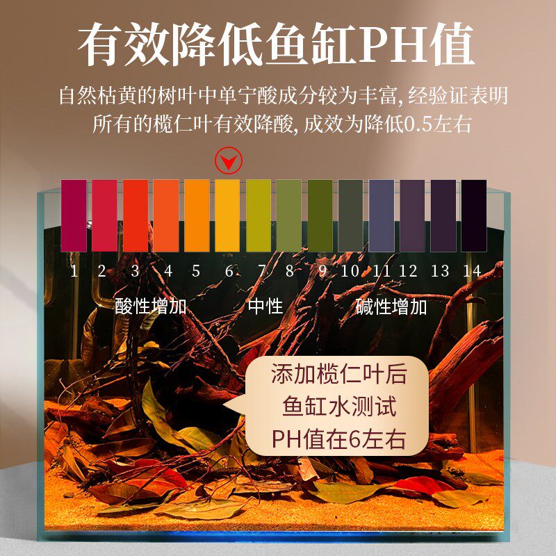 鱼缸榄仁叶降酸调节Ph值水族橄榄叶龙眼叶懒人叶斗鱼乌龟稳定水质