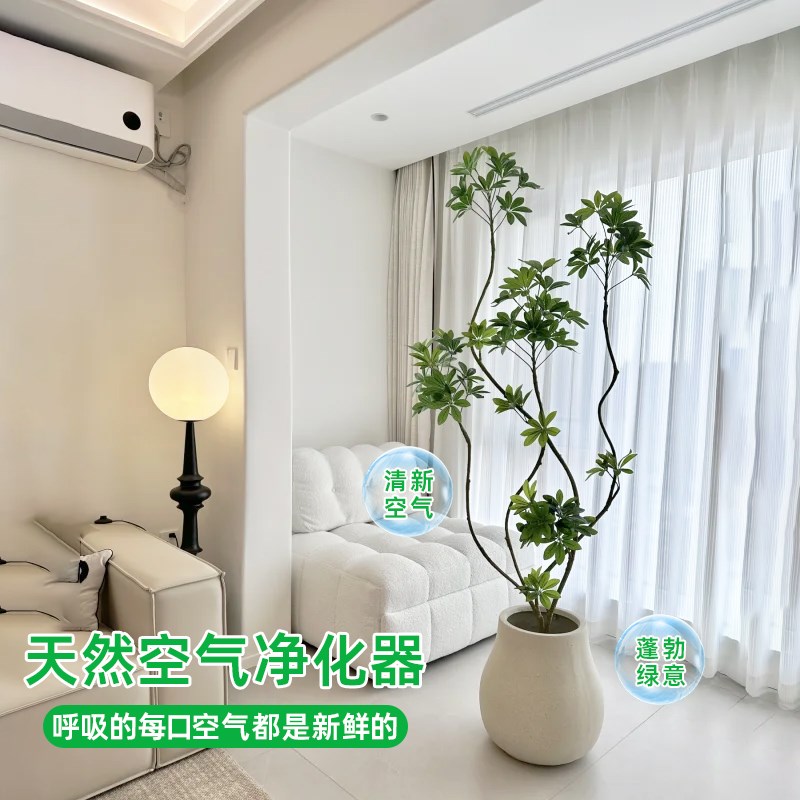 造型鸭脚木客厅大盆栽鸭掌木鹅掌柴室内绿植大型四季常青真花植物