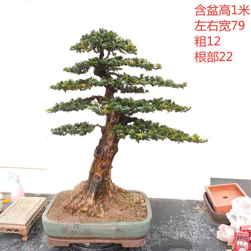 罗汉松盆景  提根雀舌罗汉松米叶罗汉松菊花罗盆景树桩一物一拍