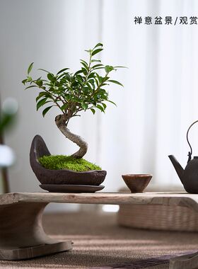 老桩榕树盆景台湾榕树盆栽室内阳台四季常青悬崖造型植物好养绿植