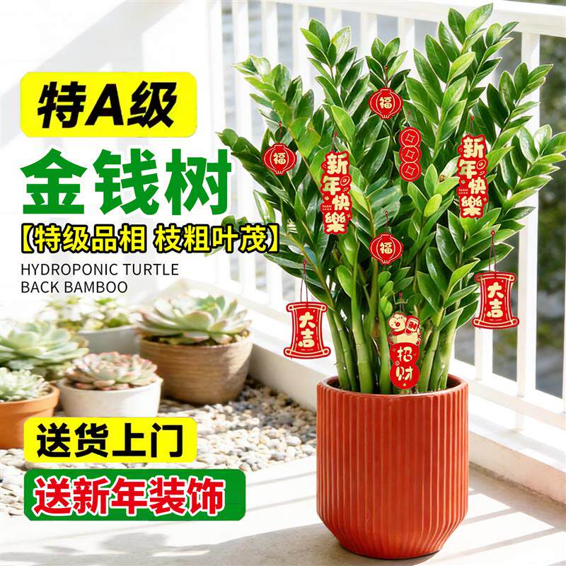 金钱树盆栽客厅大花盆旺宅树办公室内大型好养绿植物乔迁摇钱串子