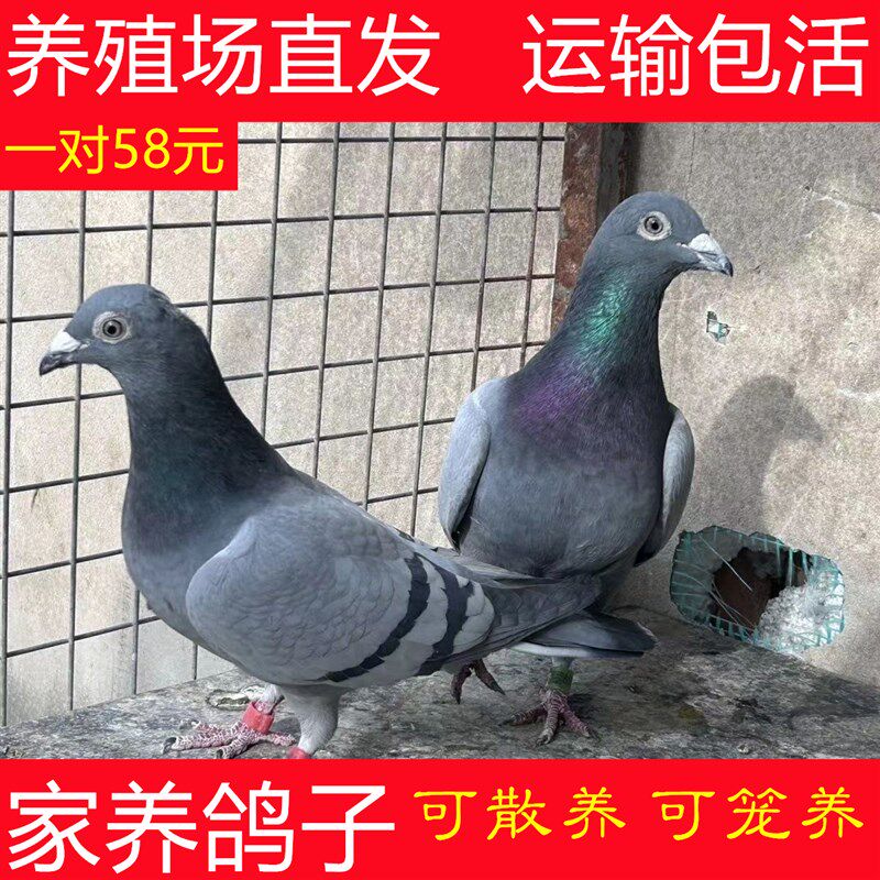 鸽子活体种鸽一对家养鸽土鸽子活苗幼鸽肉鸽活物瓦灰鸽信鸽活鸽子