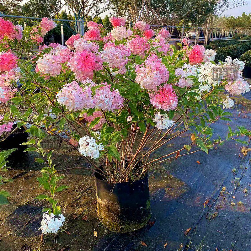 高档石灰灯圆锥绣球花苗香草草莓盆栽木本绣球庭院大花卉植物四季