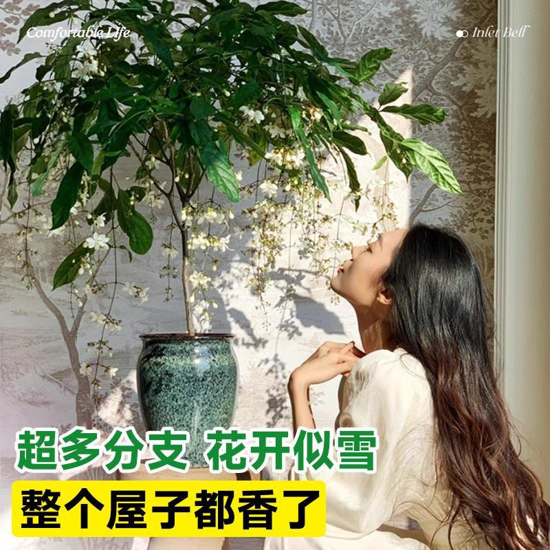 垂丝茉莉盆栽带花苞老桩阳台室内垂吊风车易活绿植物花卉四季开花