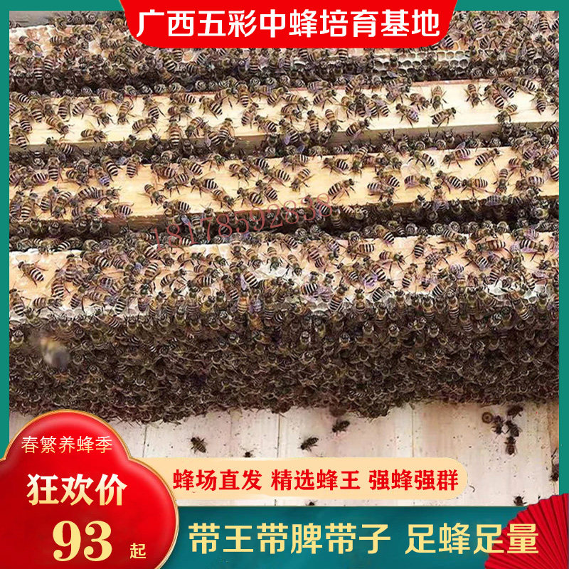 土蜜蜂优质中华蜜蜂中蜂蜂群带王带子脾阿坝蜂王蜂群养殖带箱包活