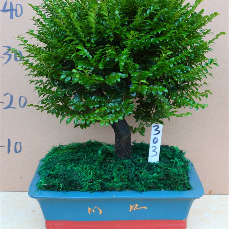 带陶瓷盆小叶紫檀盆景木树桩室内桌面花卉盆栽植物四季常青吸甲醛