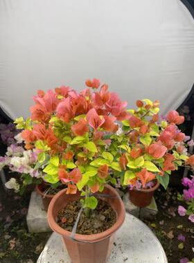 1. 漳州基地 橙色金彩三角梅 勤花爆花 带花苞发货 阳台庭院盆栽