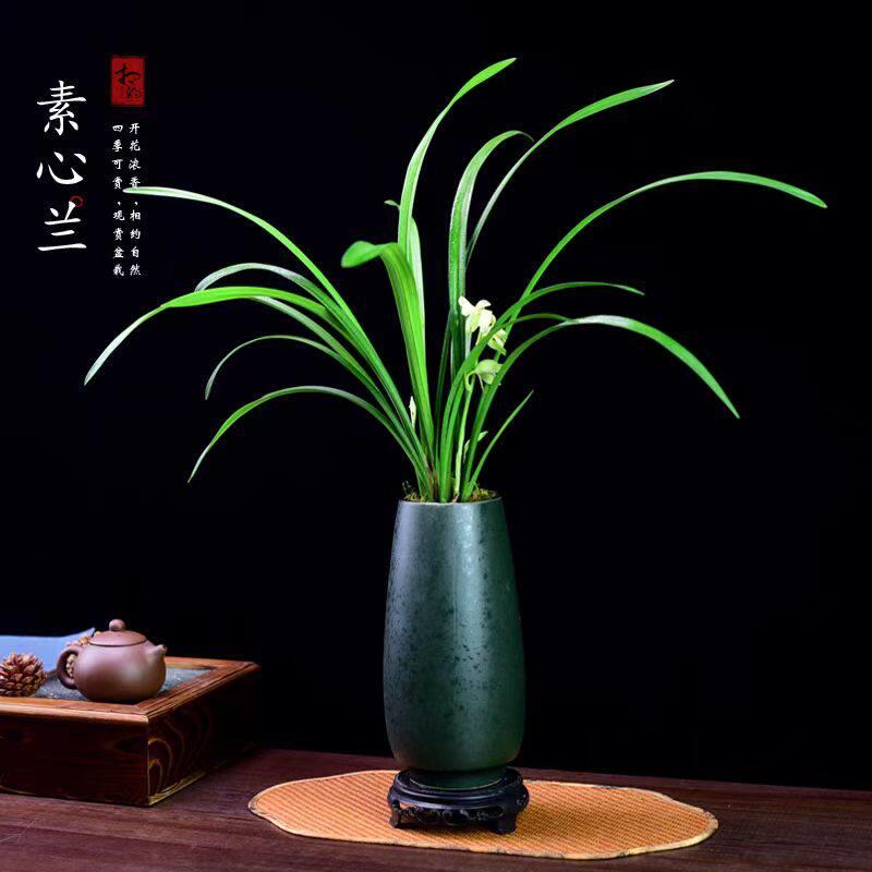 建兰素心兰盆栽天香素浓香型兰花植物室内带花苞花卉中式盆景礼品