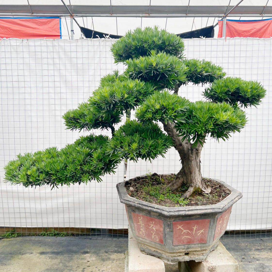 小叶雀舌罗汉松盆栽室外绿植室内庭院原生老桩造型高档盆景好养活