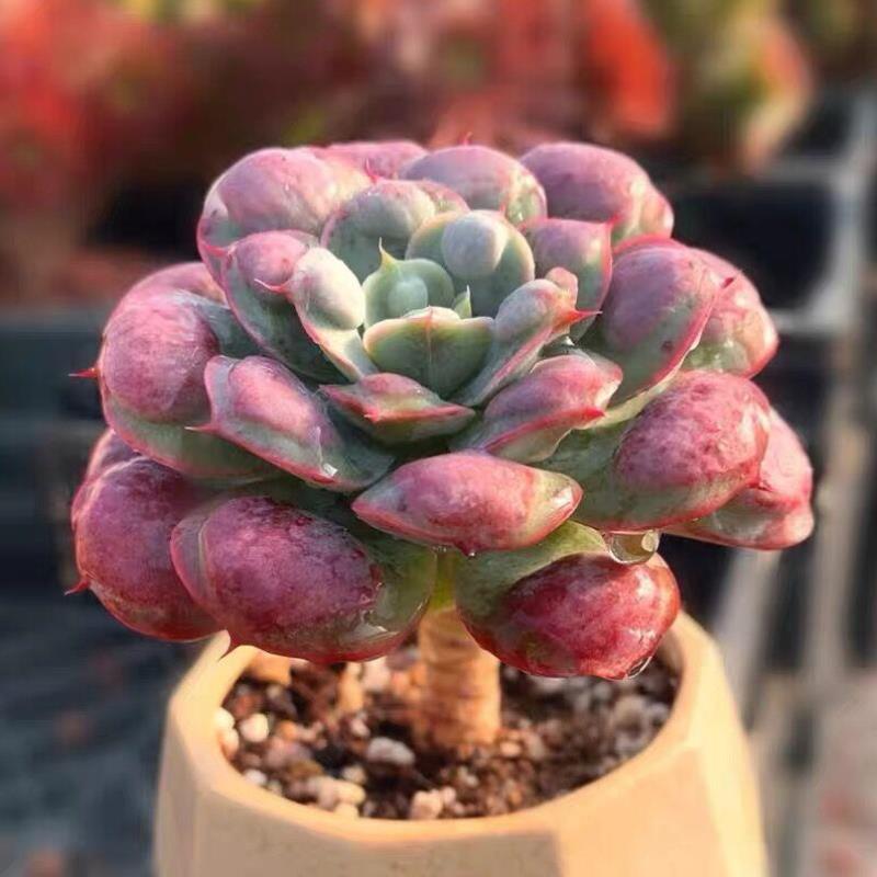 【雨滴】单头荷花粉色 粗腿老桩可爱仙气多肉 植物花卉