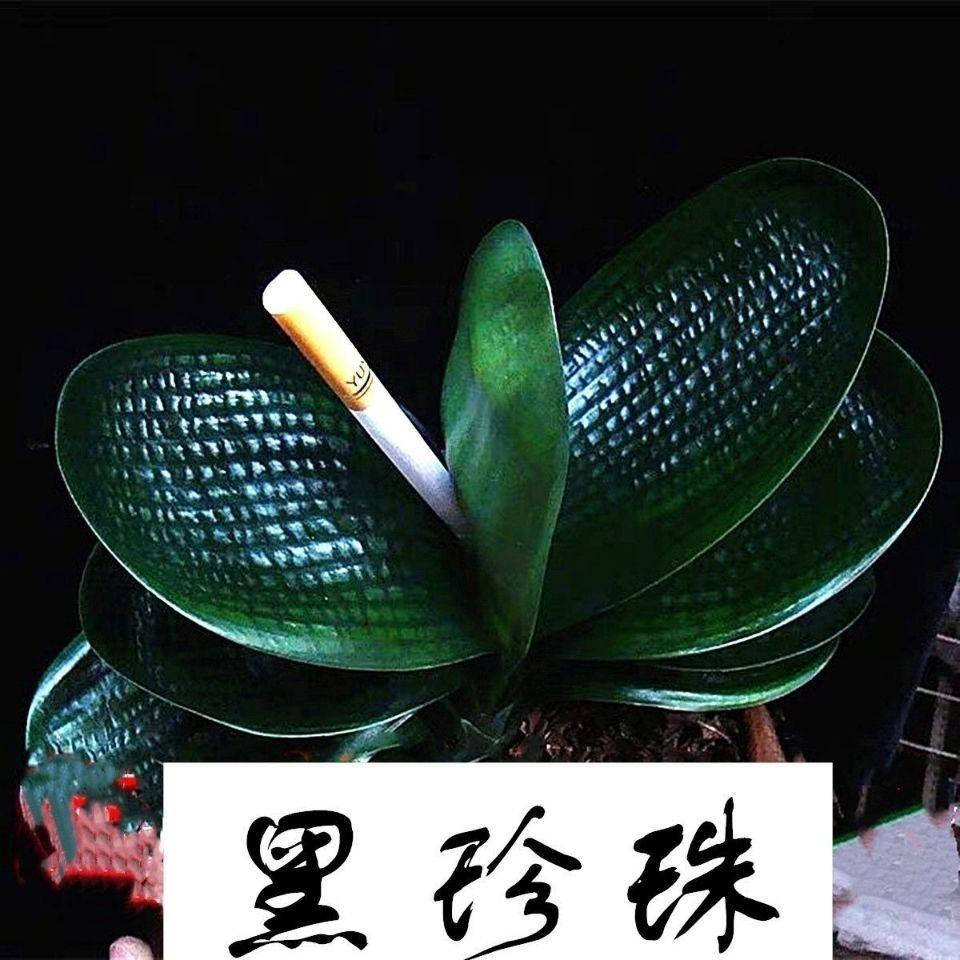 黑珍珠君子兰高档精品圆头短叶麻脸元宝君子兰花卉绿植高端盆栽