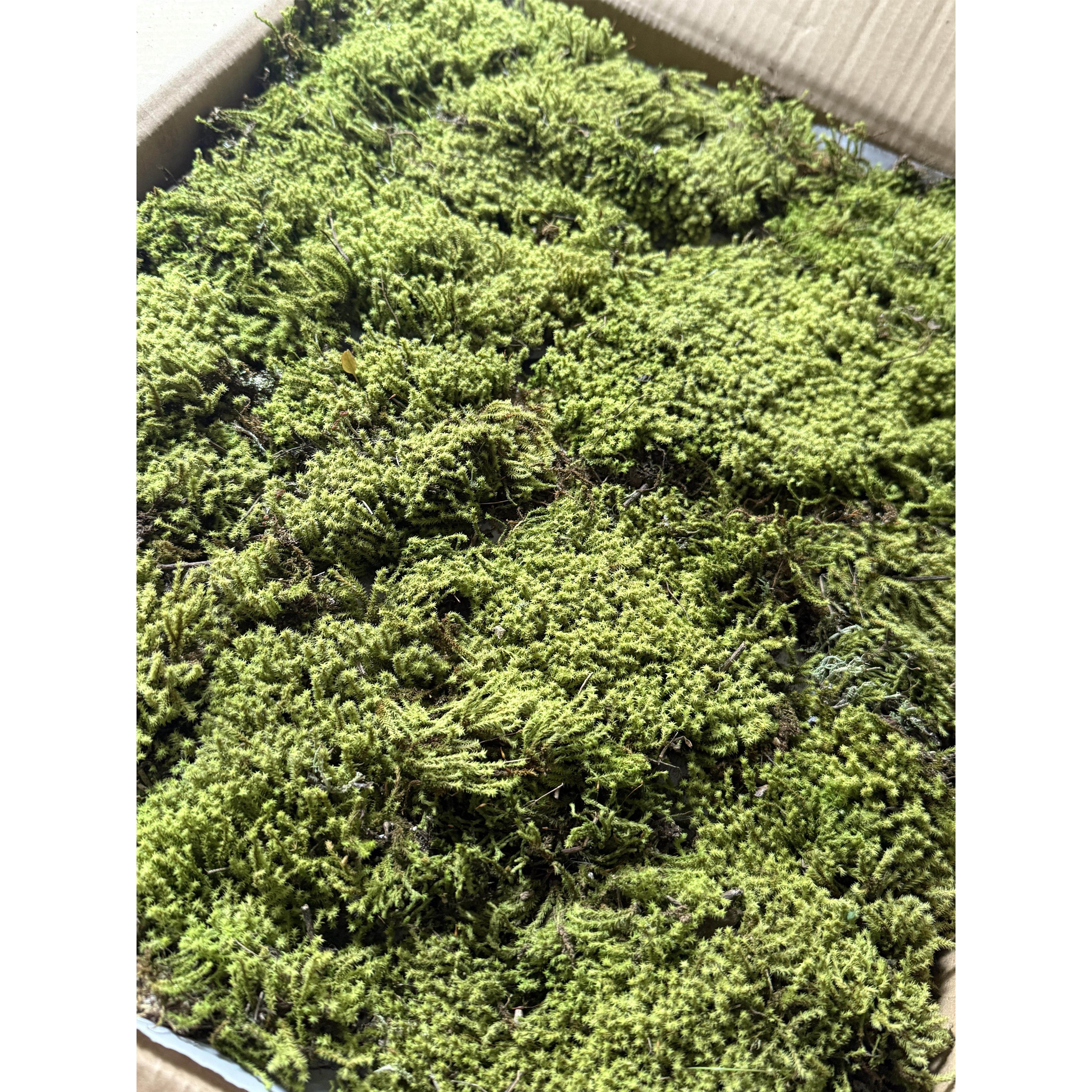 苔藓新鲜白发苔藓大灰苔藓曲尾苔藓青苔造景苔藓微景观东亚沙藓