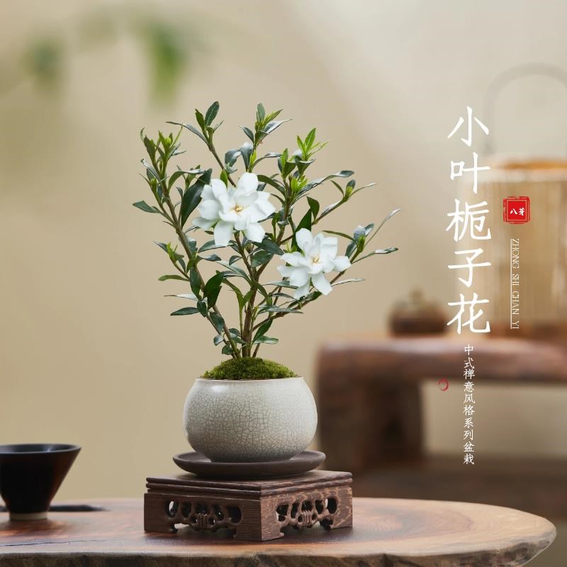 小叶栀子花四季盆栽植物室内好养办公室桌面带R盆景花苞开花小绿