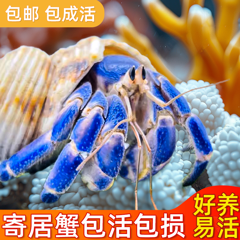 陆生寄居蟹宠物活物小豆丁饲养造C景套装饲养箱好养易活小螃蟹宠