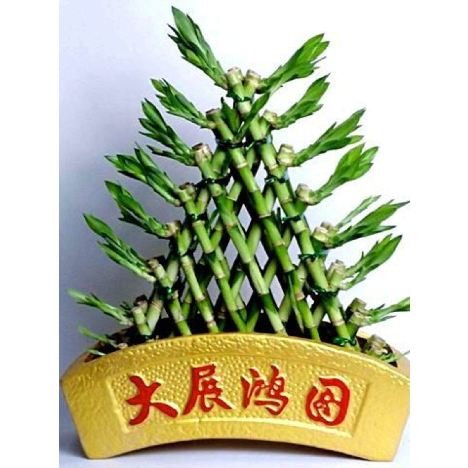 富贵竹节节高金字塔富贵竹塔水培植物室内盆栽花卉盆景净化空气好