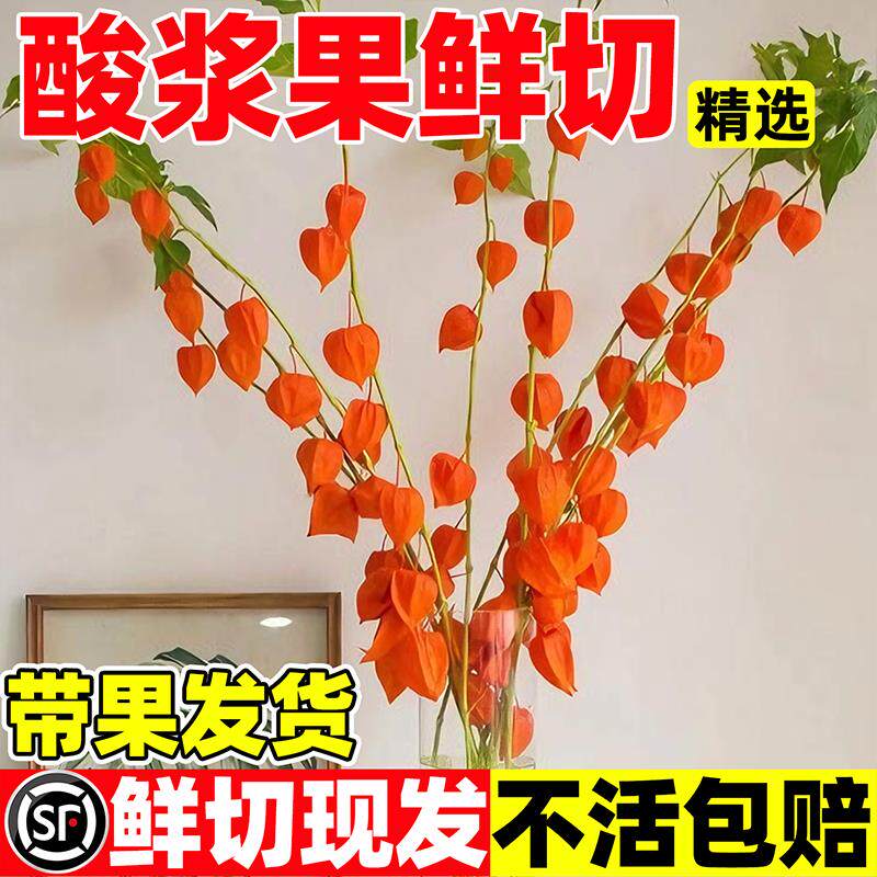 灯笼果鲜切酸浆果金龙柳真花干燥花大型落地家俱插花新年装饰年宵