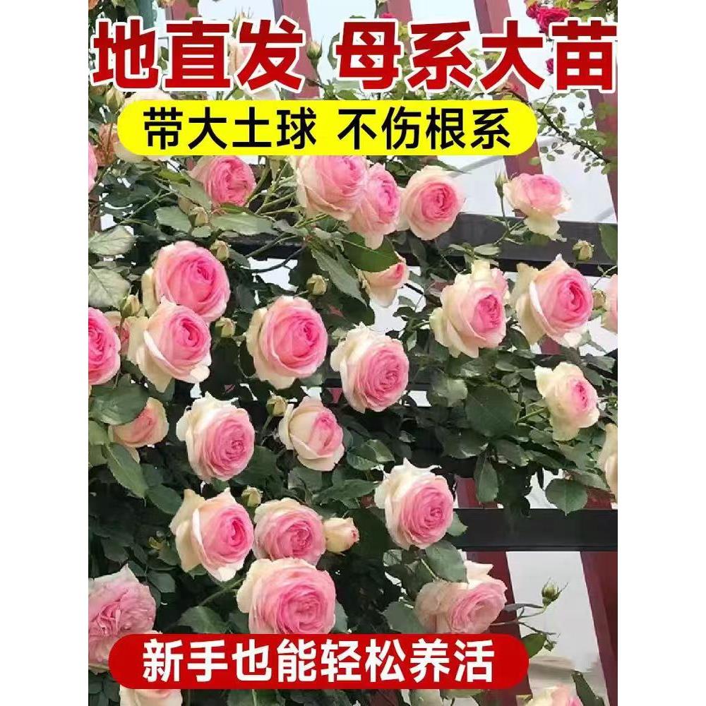 蔷薇花苗藤本月季特大花苗庭院藤曼植物四季开花玫瑰爬藤植物爬墙