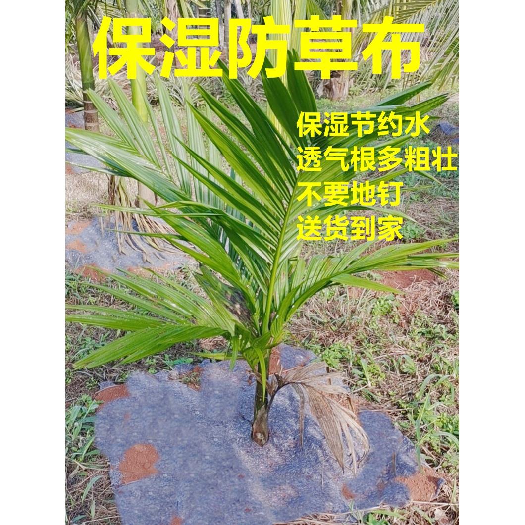 槟榔树果树单张耐用防草布果园除草布农用可降解生态地膜园艺地布