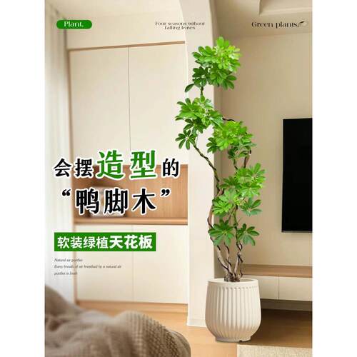 造型鸭脚木客厅大盆栽鸭掌木鹅掌柴室内落地式大型四季常青绿植物