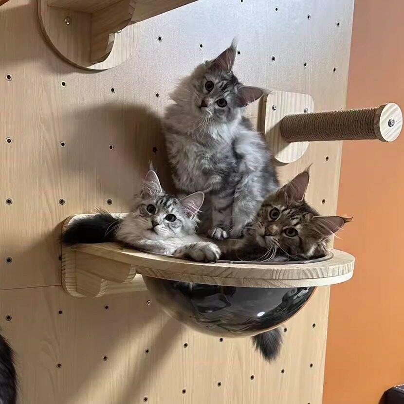 宠宝阁实木猫爬架猫爬梯墙壁式猫碗架转角猫爬架猫隧道
