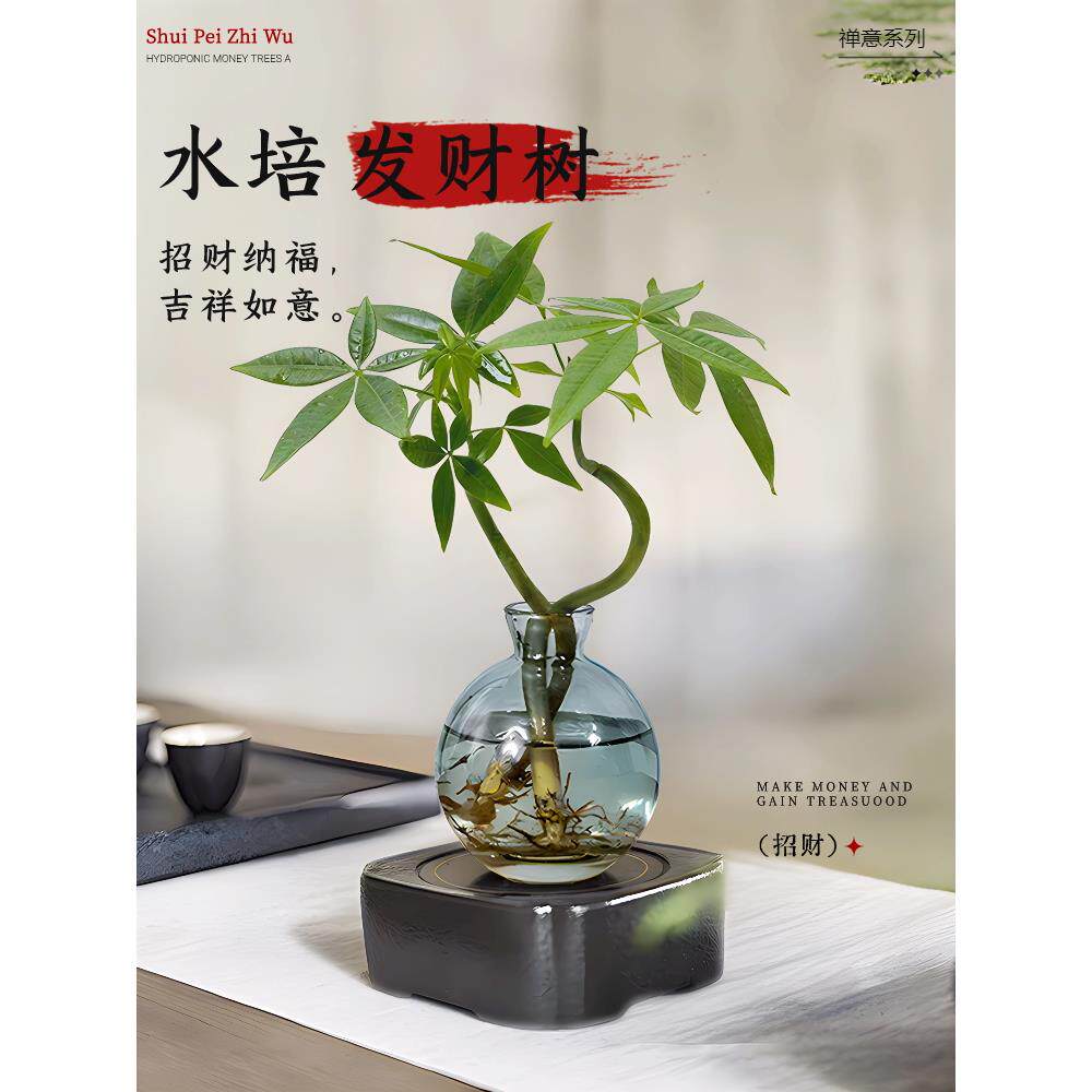 发财树小盆栽水培植物办公室内桌面绿植客厅摆件四季常青好养好看