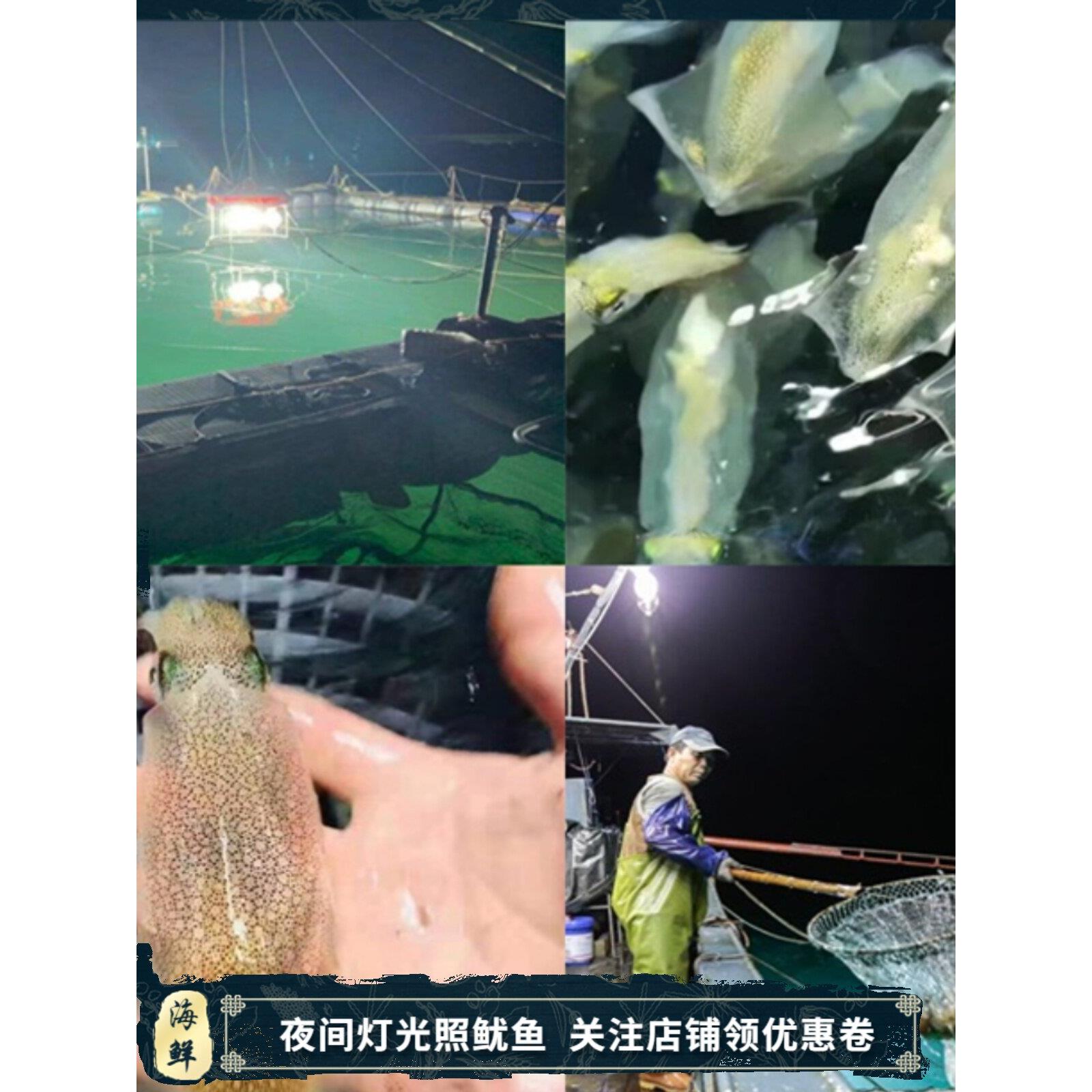 东山岛小管本港灯光照鲜活活冻小管冷冻笔直水产品海鲜冰鲜小鱿鱼