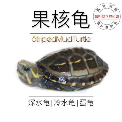 八戒姐姐二号店果核龟苗深水龟果核蛋龟小型泥龟观赏龟小乌龟宠物