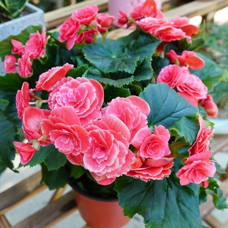 盆栽花卉丽海棠四季开海棠重瓣室内好养大花型玫瑰海棠植物盆景,鲜花速递/花卉仿真/绿植园艺,时令草本花卉,淘宝优惠券,粉丝福利购,淘宝优惠卷