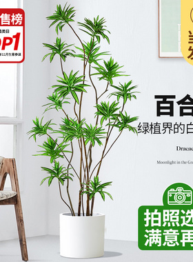 百合竹客厅真绿植室n内大型盆栽绿色植物金边百合树龙血树轻奢好