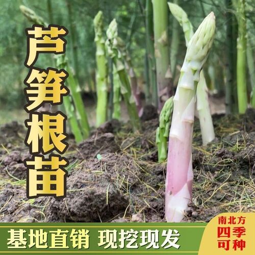 芦笋根苗种苗种植苗带土秧苗现挖新鲜三年绿紫四季芦笋种苗根苗