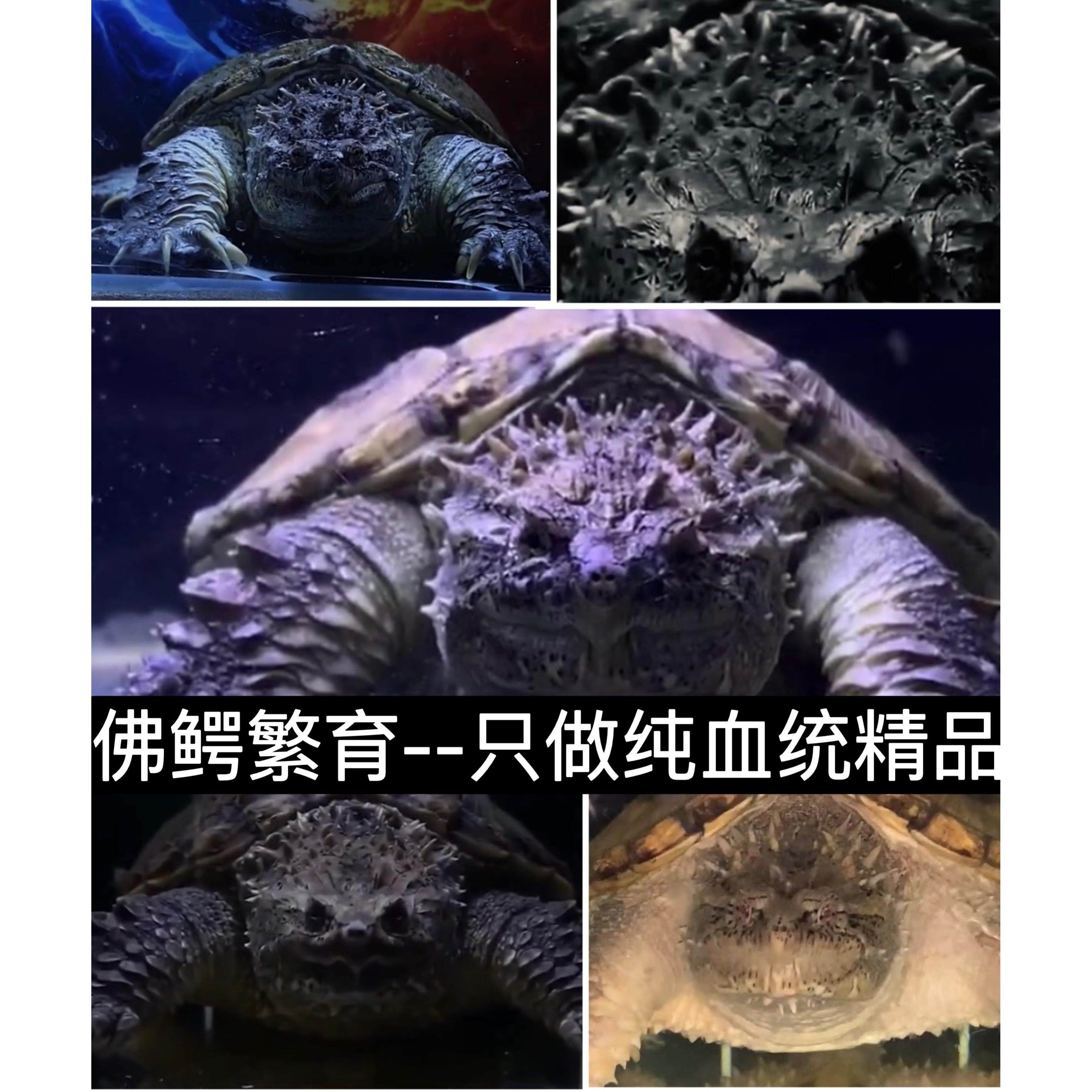 原种爆刺纯佛鳄龟苗佛罗里达拟鳄龟活体宠物观赏凶猛小乌龟鳄龟蛋,宠物/宠物食品及用品,龟/鳖,淘宝优惠券,粉丝福利购,淘宝优惠卷