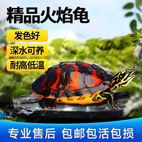 乌龟活物深水龟小乌龟鱼缸混养纯种好养耐活家养宠物龟火焰龟